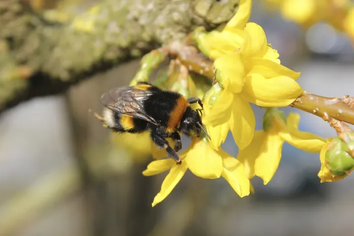 Gerahmter Druck : Eines der ersten Bienen des Jahres. Gerahmter Druck : Eines der ersten Bienen des Jahres.