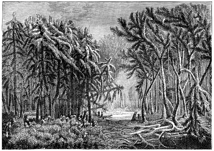 Gerahmter Druck : Die ersten Wälder, Devonische Epoche Gerahmter Druck : Die ersten Wälder, Devonische Epoche