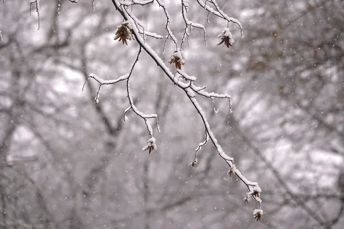 Gerahmter Druck : Erster Schnee auf Zweigen von Bäumen. Gerahmter Druck : Erster Schnee auf Zweigen von Bäumen.