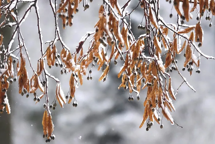 Gerahmter Druck : Erste Schneefall auf Ästen von Bäumen. Gerahmter Druck : Erste Schneefall auf Ästen von Bäumen.
