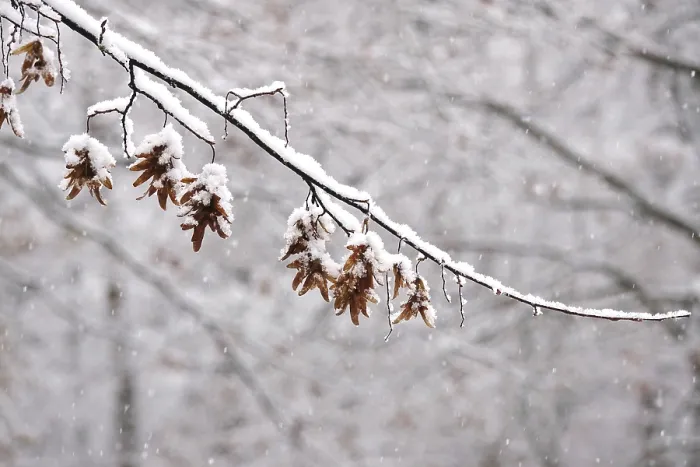 Gerahmter Druck : Erster Schnee auf Ästen der Bäume. Gerahmter Druck : Erster Schnee auf Ästen der Bäume.