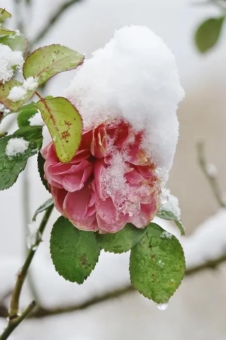 Gerahmter Druck : Erster Schnee, Rose, Deutschland. Gerahmter Druck : Erster Schnee, Rose, Deutschland.