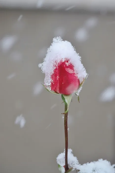 Gerahmter Druck : Erster Schneefall, Rosebud, Deutschland. Gerahmter Druck : Erster Schneefall, Rosebud, Deutschland.