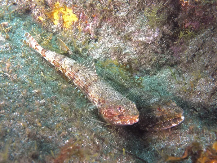 Gerahmter Druck : Zwei Fische, Atlantischer Lizardfish (Synodus saurus). Gerahmter Druck : Zwei Fische, Atlantischer Lizardfish (Synodus saurus).