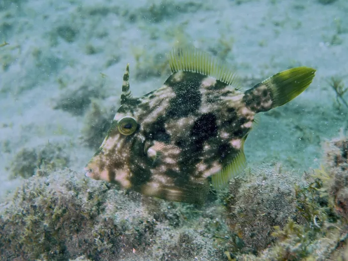 Gerahmter Druck : Ein Fisch mit einem Tarnmuster.