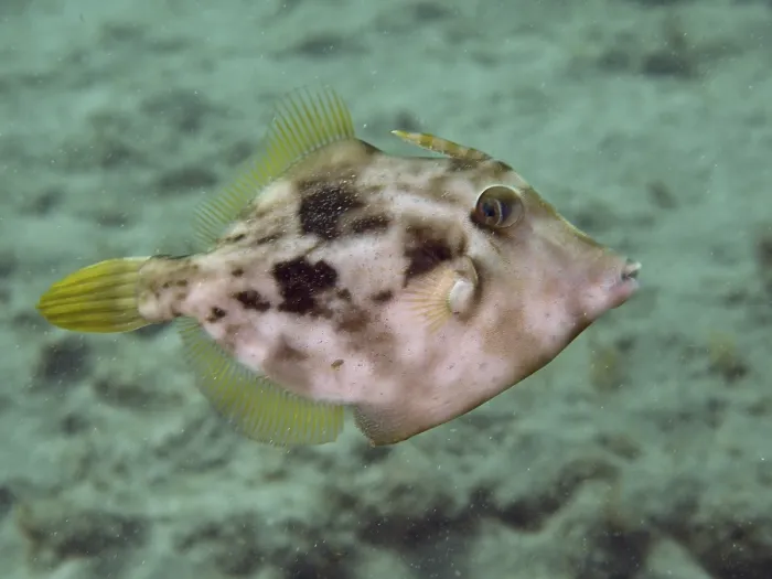 Gerahmter Druck : Ein Fisch mit einem Tarnmuster.