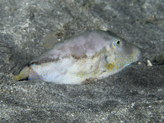 Gerahmter Druck : Ein Fisch mit einem farbenfrohen Schuppenmuster. Gerahmter Druck : Ein Fisch mit einem farbenfrohen Schuppenmuster.