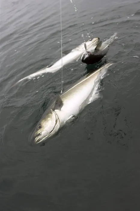 Gerahmter Druck : Fisch am Angelhaken Gerahmter Druck : Fisch am Angelhaken
