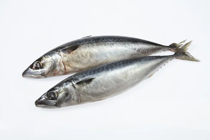 Gerahmter Druck : Fisch auf einem isolierten weißen Studiohintergrund. Gerahmter Druck : Fisch auf einem isolierten weißen Studiohintergrund.