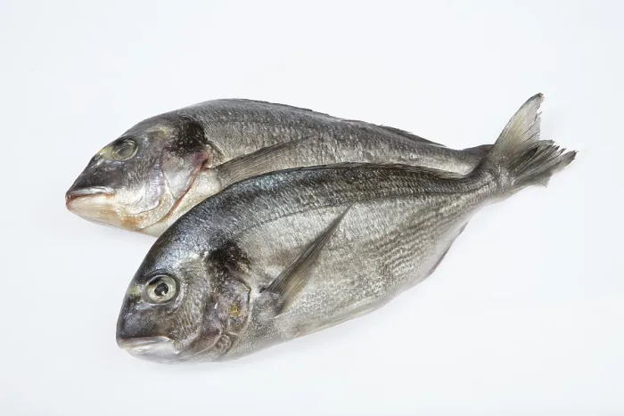 Gerahmter Druck : Fisch auf einem isolierten weißen Studiohintergrund. Gerahmter Druck : Fisch auf einem isolierten weißen Studiohintergrund.