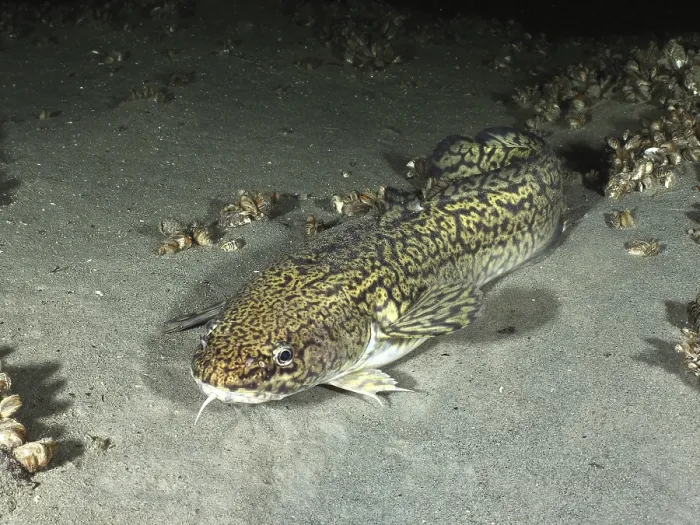 Gerahmter Druck : Ein Fisch mit einem gemusterten Körper, Burbot. Gerahmter Druck : Ein Fisch mit einem gemusterten Körper, Burbot.