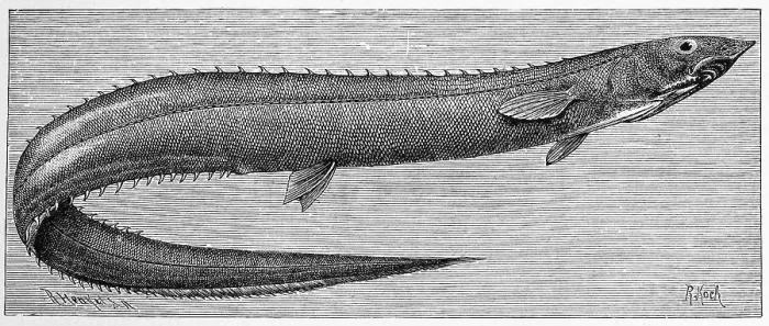 Gerahmter Druck : Fisch, Risso-Spinnebauch, Spinnebauch Hai Gerahmter Druck : Fisch, Risso-Spinnebauch, Spinnebauch Hai