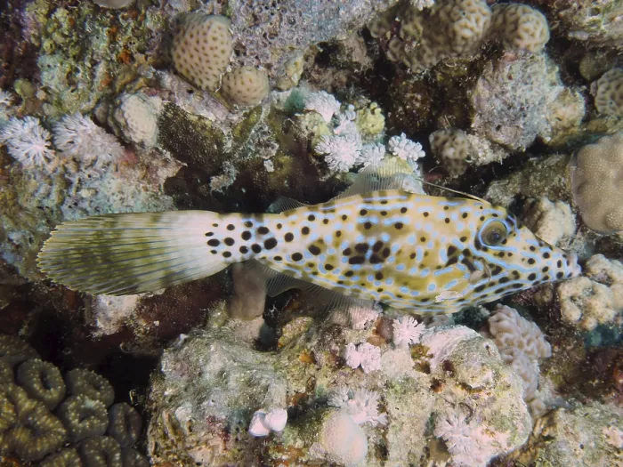 Gerahmter Druck : Ein Fisch mit einem gefleckten Muster, der Skript-Filefish (Aluterus scriptus). Gerahmter Druck : Ein Fisch mit einem gefleckten Muster, der Skript-Filefish (Aluterus scriptus).
