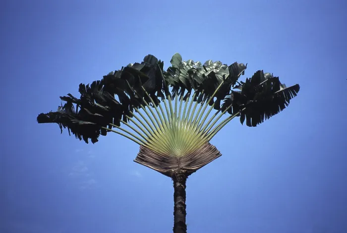 Gerahmter Druck : Flabellate Palme Gerahmter Druck : Flabellate Palme