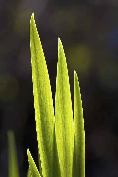 Gerahmter Druck : Die Irisblätter fallen im Frühjahr ab (Iris pseudacorus). Gerahmter Druck : Die Irisblätter fallen im Frühjahr ab (Iris pseudacorus).