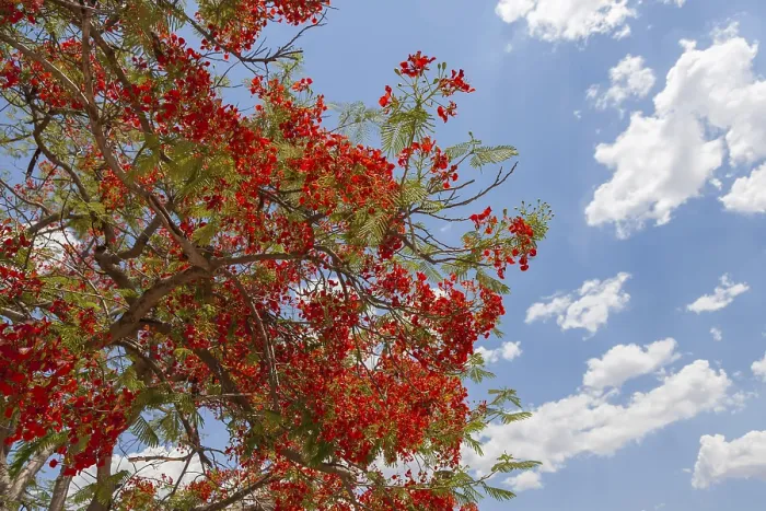 Gerahmter Druck : Flamboyantbaum (Delonix regia), Namibia. Gerahmter Druck : Flamboyantbaum (Delonix regia), Namibia.