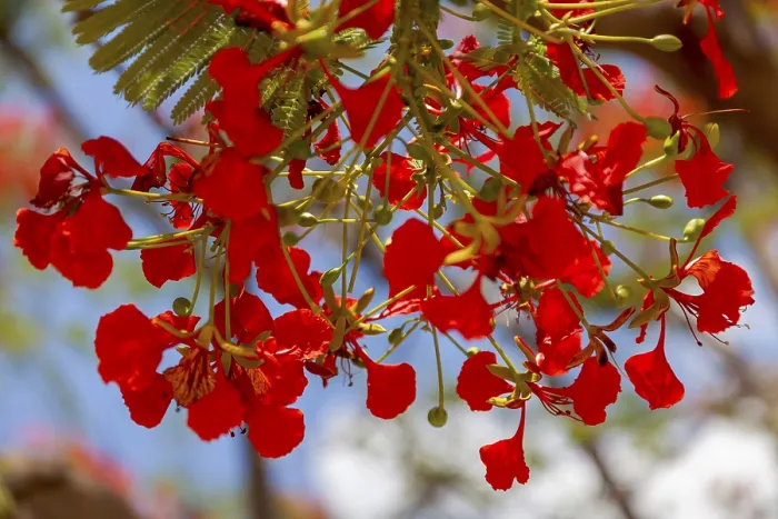 Gerahmter Druck : Flamboyantbaum (Delonix regia), Namibia. Gerahmter Druck : Flamboyantbaum (Delonix regia), Namibia.