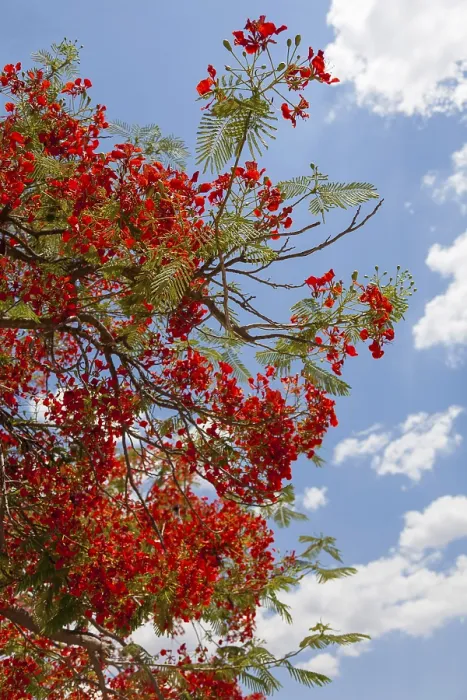 Gerahmter Druck : Flamboyantbaum (Delonix regia), Namibia. Gerahmter Druck : Flamboyantbaum (Delonix regia), Namibia.