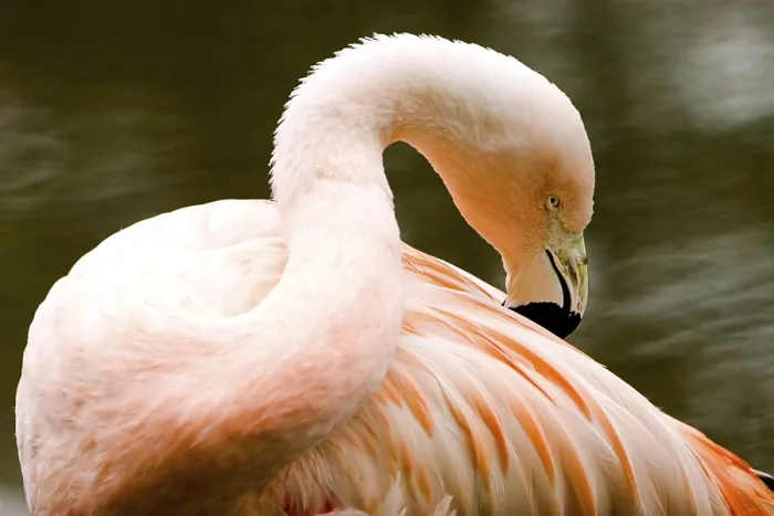 Gerahmter Druck : Flamingo Gerahmter Druck : Flamingo