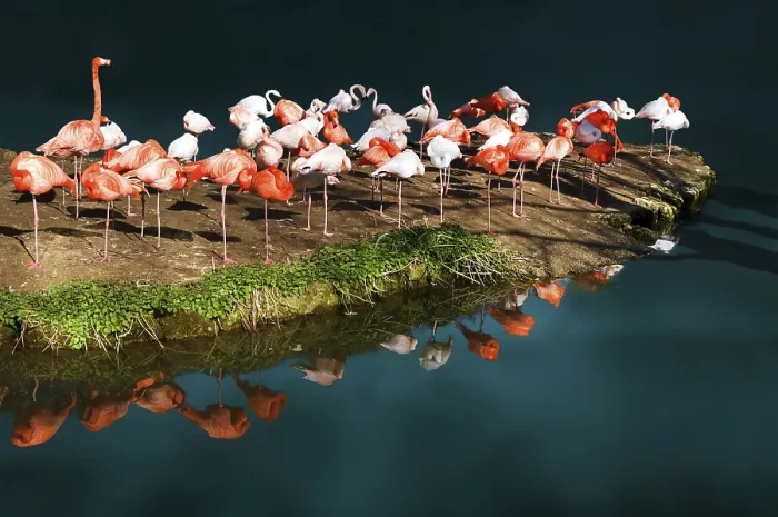 Gerahmter Druck : Flamingoinsel Gerahmter Druck : Flamingoinsel