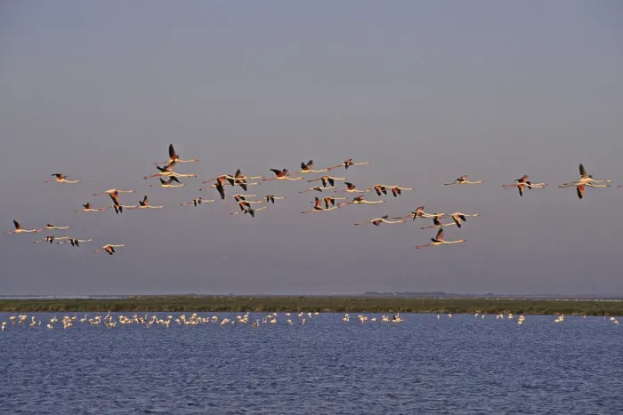 Gerahmter Druck : Flamingos in der Abenddämmerung, Phoenicopterus ruber, Vogelzug in der Camargue Gerahmter Druck : Flamingos in der Abenddämmerung, Phoenicopterus ruber, Vogelzug in der Camargue