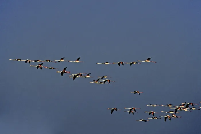 Gerahmter Druck : Flamingos im Abendlicht. Gerahmter Druck : Flamingos im Abendlicht.