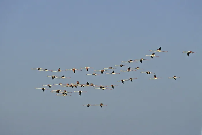 Gerahmter Druck : Flamingos im Abendlicht.