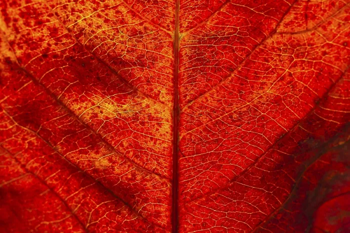 Gerahmter Druck : Blätterteppich, Herbstblatt, Nahaufnahme Gerahmter Druck : Blätterteppich, Herbstblatt, Nahaufnahme