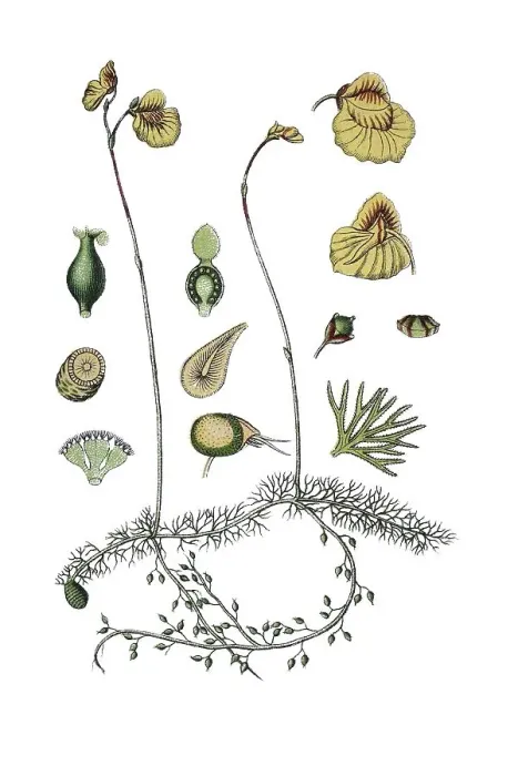 Gerahmter Druck : Blättriges Blasenpflänzchen (Utricularia intermedia) Gerahmter Druck : Blättriges Blasenpflänzchen (Utricularia intermedia)