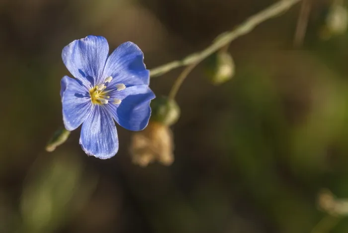 Gerahmter Druck : Lein, Leinsamen spec. Linaceae, Linum spec Gerahmter Druck : Lein, Leinsamen spec. Linaceae, Linum spec