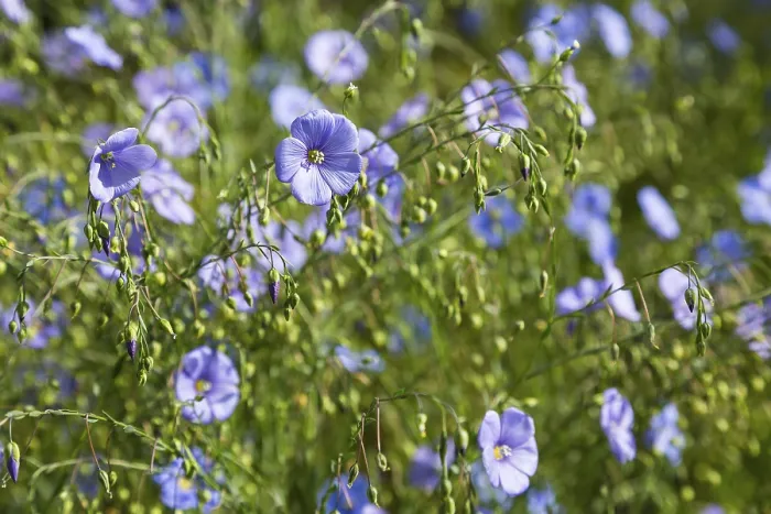 Gerahmter Druck : Flachs (Linum) in Blüte, Thüringen, Deutschland. Gerahmter Druck : Flachs (Linum) in Blüte, Thüringen, Deutschland.
