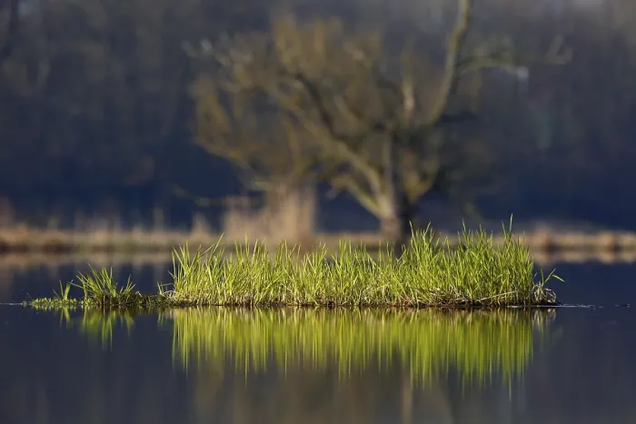 Gerahmter Druck : Schwebende Vegetation auf der Peene. Gerahmter Druck : Schwebende Vegetation auf der Peene.
