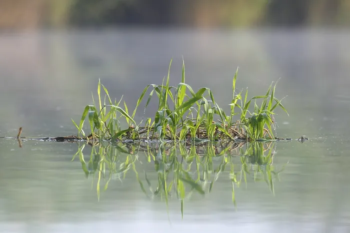 Gerahmter Druck : Schwebende Vegetation auf der Peene. Gerahmter Druck : Schwebende Vegetation auf der Peene.