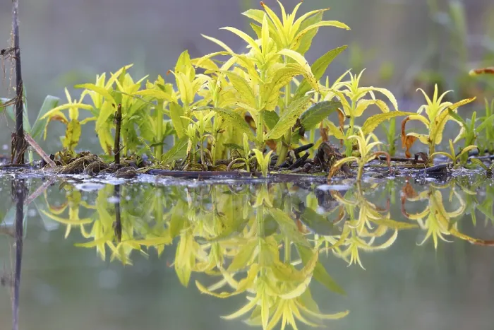 Gerahmter Druck : Schwebende Vegetation im Wasser mit Reflexion. Gerahmter Druck : Schwebende Vegetation im Wasser mit Reflexion.