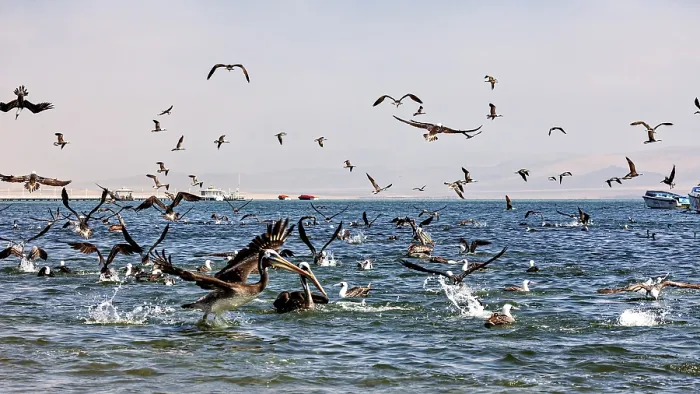 Gerahmter Druck : Ein Vogelschwarm über dem Meer. Gerahmter Druck : Ein Vogelschwarm über dem Meer.