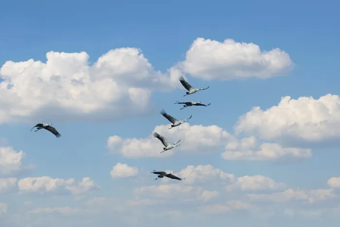 Gerahmter Druck : Schwarm wandernder Graureihern am blauen Himmel. Gerahmter Druck : Schwarm wandernder Graureihern am blauen Himmel.
