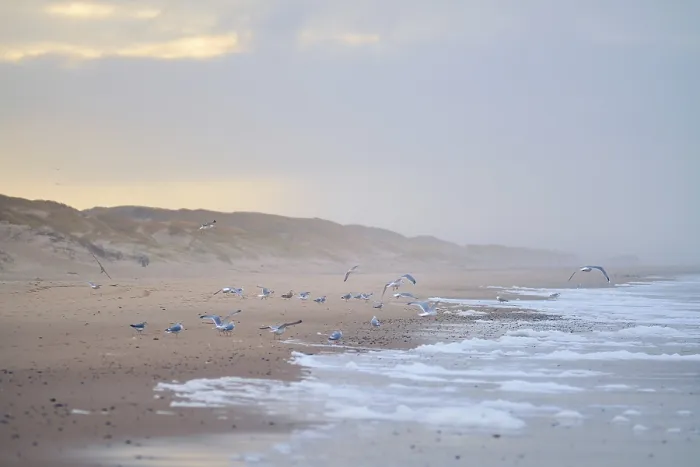 Gerahmter Druck : Schwarm Möwen am Strand in Dänemark. Gerahmter Druck : Schwarm Möwen am Strand in Dänemark.