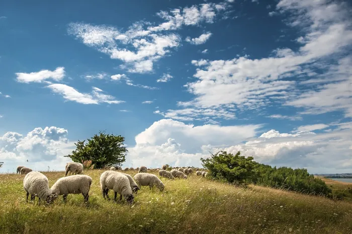 Gerahmter Druck : Schafherde, Graslandschaft Gerahmter Druck : Schafherde, Graslandschaft
