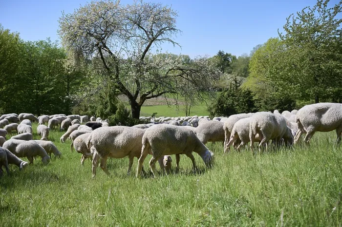 Gerahmter Druck : Schafherde auf Wacholderheide Gerahmter Druck : Schafherde auf Wacholderheide