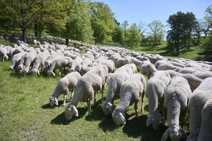 Gerahmter Druck : Schafherde auf Wacholderheide Gerahmter Druck : Schafherde auf Wacholderheide