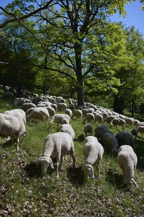 Gerahmter Druck : Schafherde auf Wacholderheide Gerahmter Druck : Schafherde auf Wacholderheide