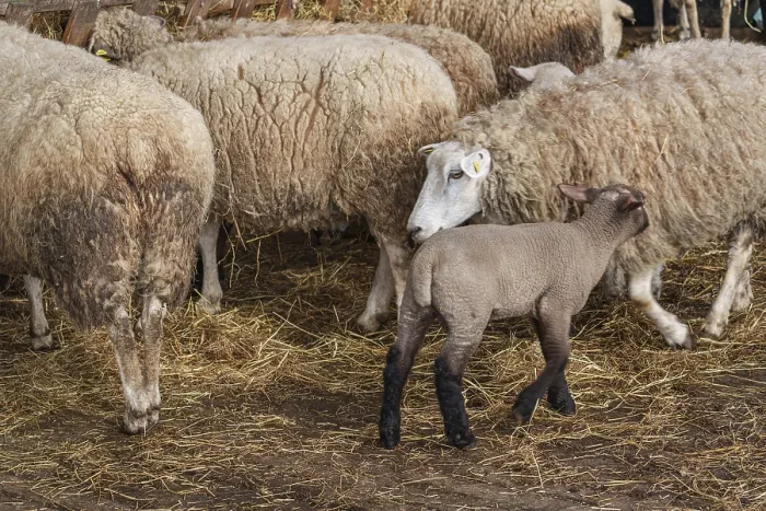 Gerahmter Druck : Schafherde mit Lamm im Vordergrund in einem strohgedeckten Stall. Gerahmter Druck : Schafherde mit Lamm im Vordergrund in einem strohgedeckten Stall.