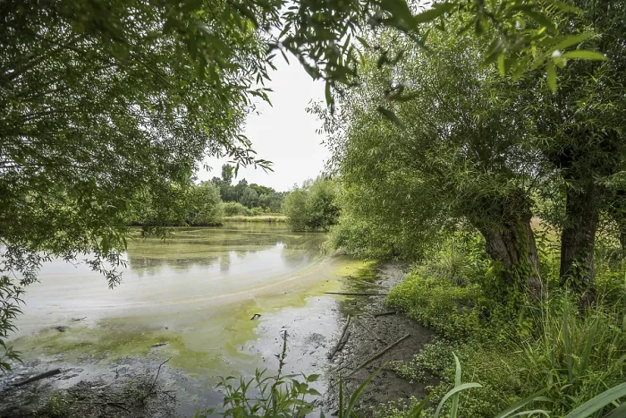 Gerahmter Druck : Auenlandschaft der Erft