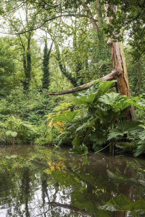 Gerahmter Druck : Uferlandschaft der Erft Gerahmter Druck : Uferlandschaft der Erft
