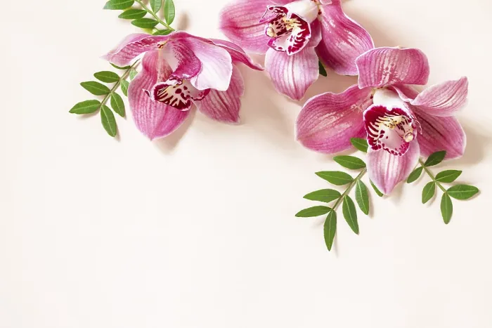 Gerahmter Druck : Blühende Hintergrund mit Orchideen. Gerahmter Druck : Blühende Hintergrund mit Orchideen.