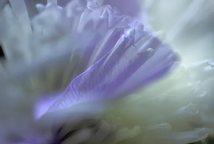 Gerahmter Druck : Flower Gerahmter Druck : Flower