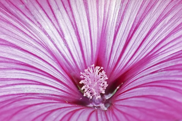 Gerahmter Druck : Blumen-Detail Gerahmter Druck : Blumen-Detail
