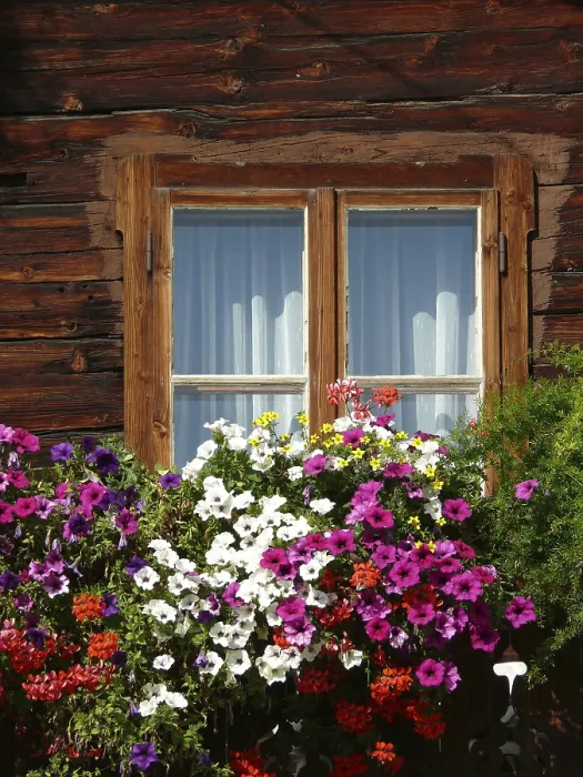 Gerahmter Druck : Blumenbalkon Gerahmter Druck : Blumenbalkon