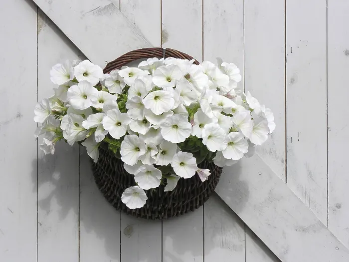 Gerahmter Druck : Blumenkorb Gerahmter Druck : Blumenkorb