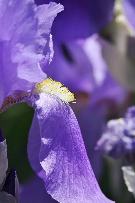 Gerahmter Druck : Blüte einer Bart-Iris (Iris barbata) Gerahmter Druck : Blüte einer Bart-Iris (Iris barbata)